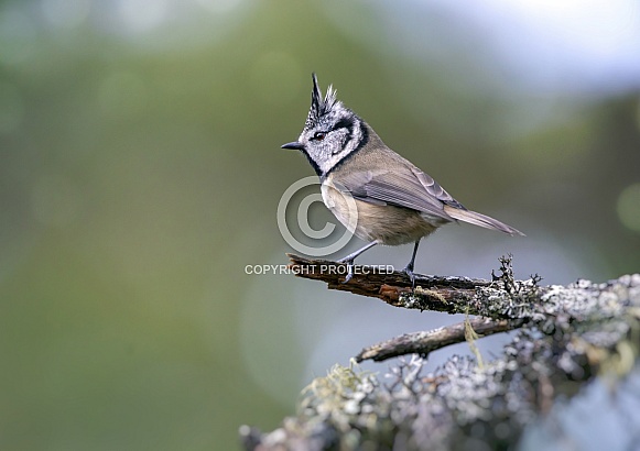 Crested tit