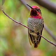 Hummingbird - Anna's