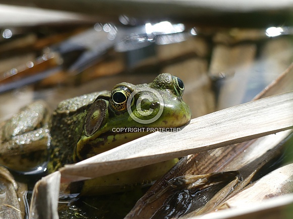 Green Frog In Pond