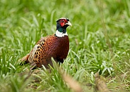 Male Common Pheasant in Grass