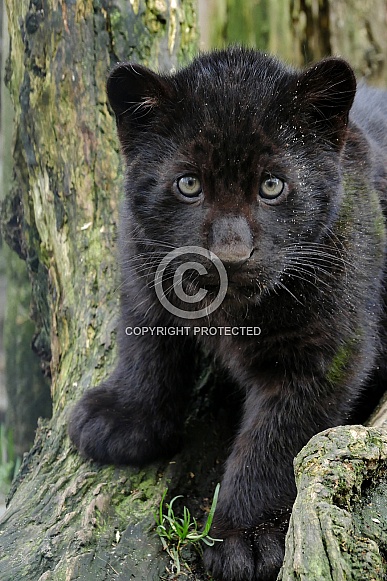 Black Jaguar Cub