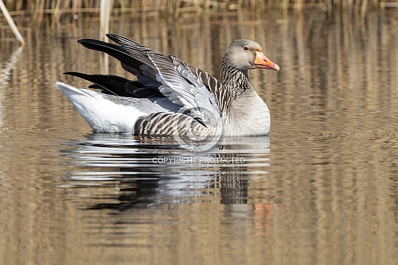 greylag goose (Anser anser)