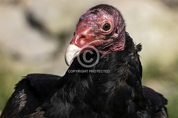 Turkey Vulture Head Shot Close Up