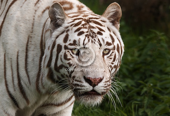 White tiger Close Up