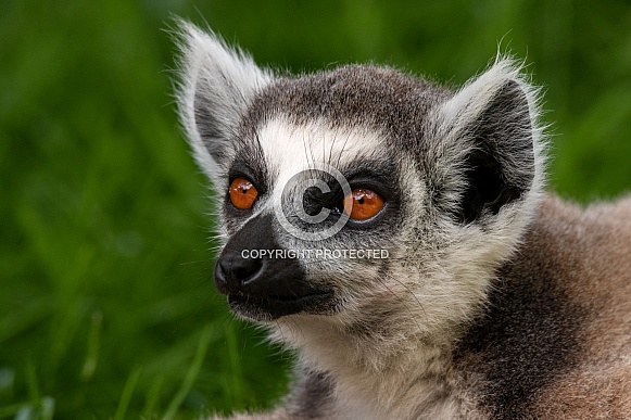 Ring Tailed Lemur Close Up Face Shot