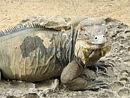 Rhinoceros Iguana
