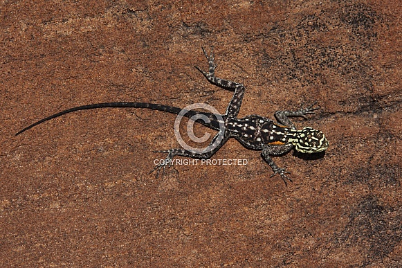 Namibian Rock Agama (Agama planiceps)