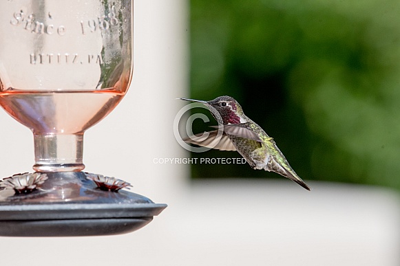 Male Anna's Hummingbird in flight