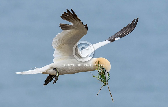 A Gannet collecting nesting materials,