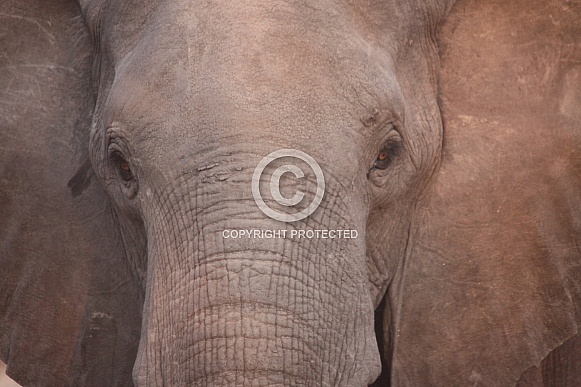 African Elephant Close Up