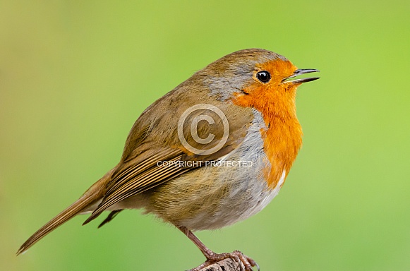 A Singing Robin