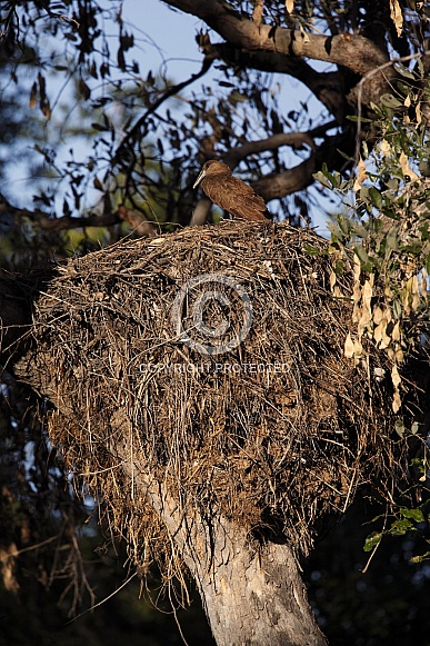 Hamercop (Scopus umbretta) on its nest - Botswana