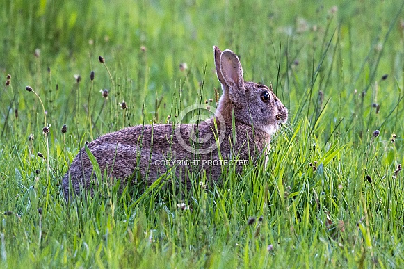 Wild european rabbit in the long grass