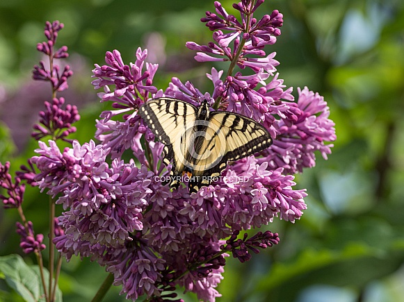 Swallowtail Butterfly on Lilac Flowers in Alaska