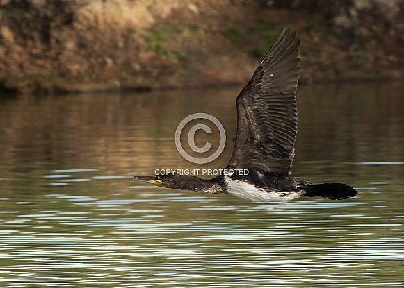 Juvenile Cormorant in Flight