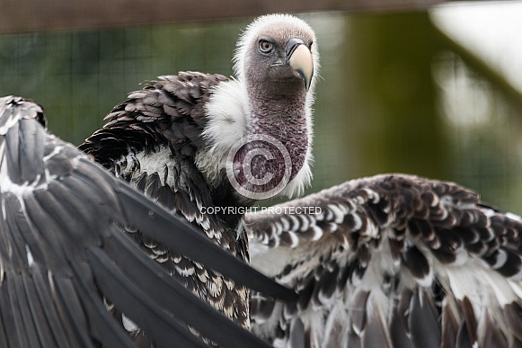 white backed vulture, close up