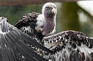 white backed vulture, close up