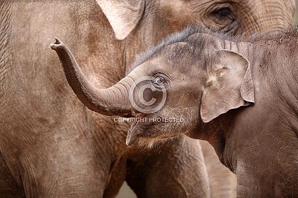 Asian Elephant ((Elephas maximus)