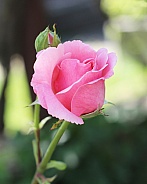 Pink Rose Bud