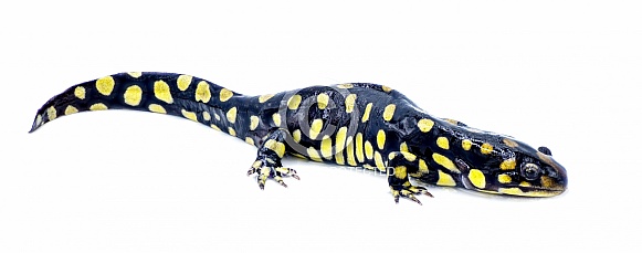 Wild male Eastern tiger salamander - Ambystoma tigrinum tigrinum - black and bright lemon yellow spots blotches with head up.  North central Florida version.  Isolated on white background side view