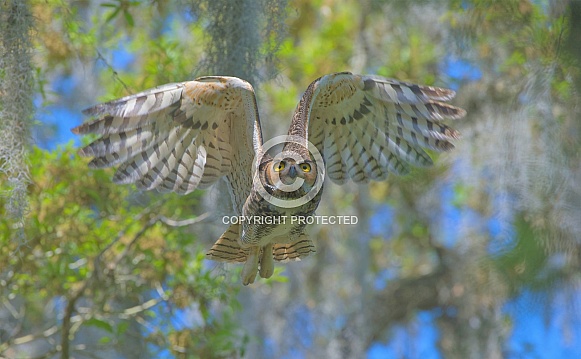 great horned owl adult (bubo virginianus) flying towards camera