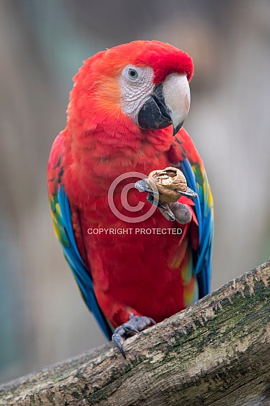 Macaw (Ara chloropterus)