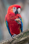 Macaw (Ara chloropterus)