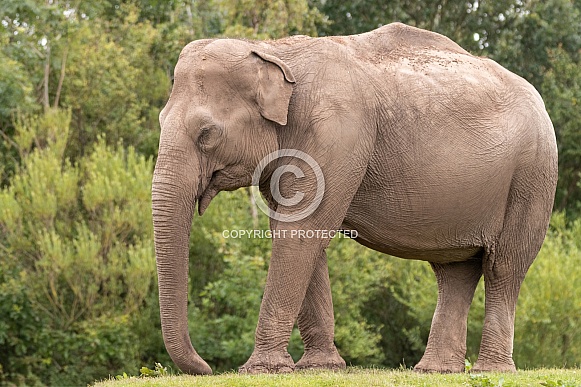 Asiatic Elephant Full Body Side Profile
