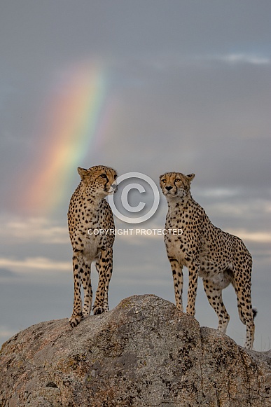 Cheetahs under the Rainbow