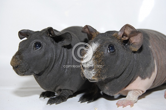 Guinea Pigs - 'Skinny Pigs' - 'Skinnies'