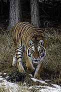 Siberian Tiger-Be Afraid Very Afraid
