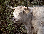 White Highland Cow