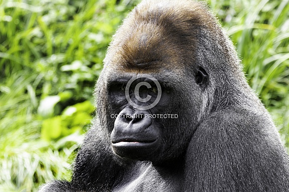 Western Lowland Gorilla Close Up Face Shot