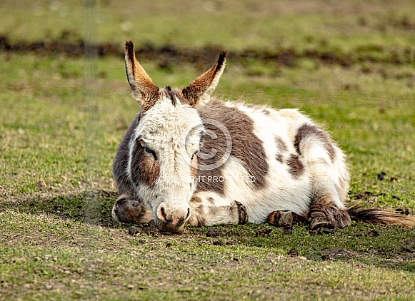 Mini Donkey resting