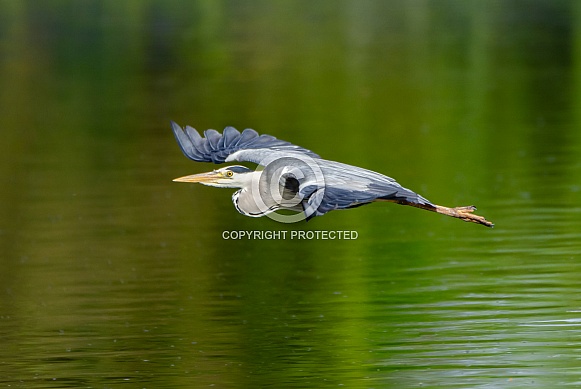 A Grey Heron in flight.