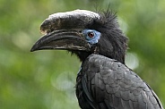 Black Casqued Hornbill Close Up Side Profile