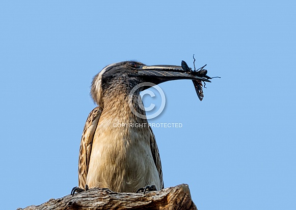 African Grey Hornbill With Bug