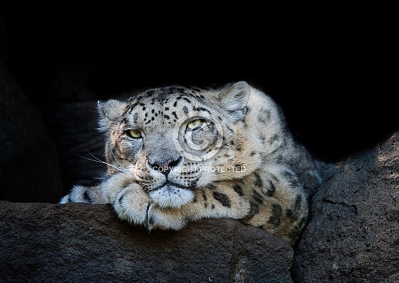 Snow Leopard. Leon - Profile