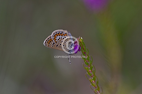 Silver Studded blue