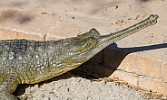 Indian Gharial Alligator- Gavialis gangeticus - side portrait of head showing green eye color and razor sharp teeth