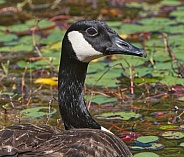 Canada Goose, Branta canadensis, floating in calm pond water with close up of head