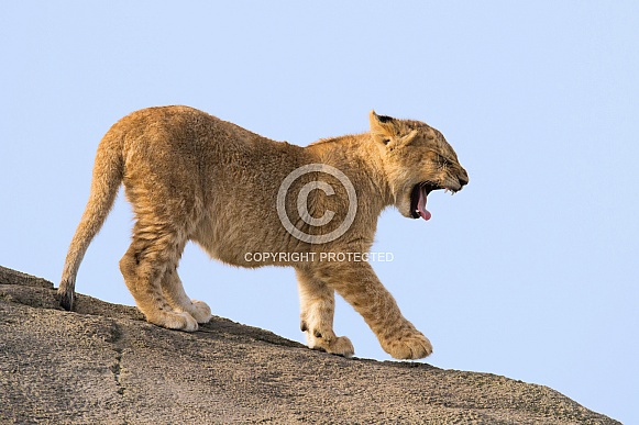Little cub on rock