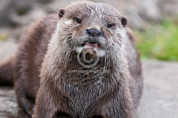 Asian Short Clawed Otter Close Up
