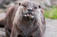 Asian Short Clawed Otter Close Up