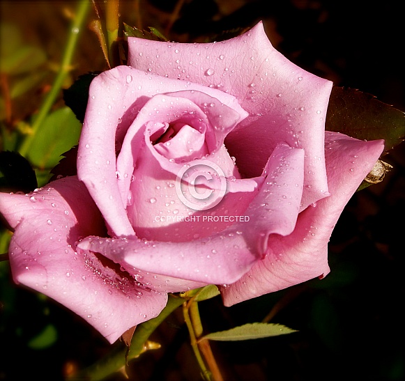 Morning Dew on a Pink Rose