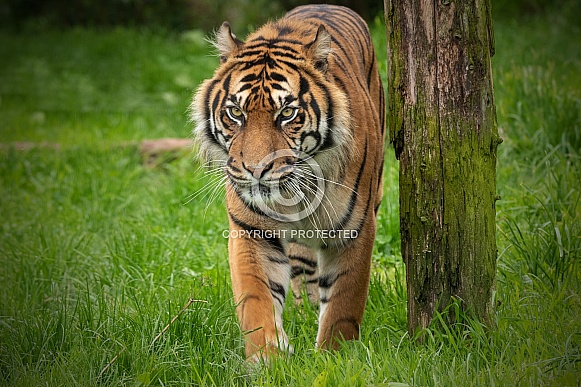 Sumatran Tiger Full Body Standing