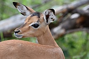 Impala lamb (Rooibok)