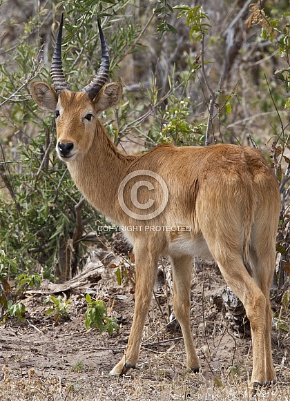 Puku Antelope (Kobus vardonii)