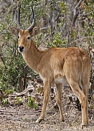 Puku Antelope (Kobus vardonii)