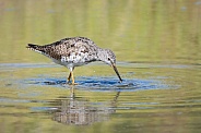 Lesser Yellowlegs Catching a Meal